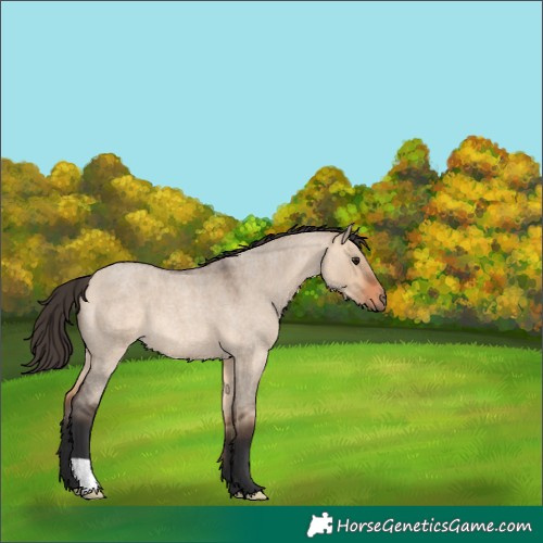 Horse Color:Bay Roan Dun 