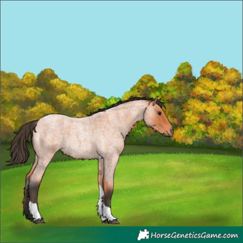 Horse Color:Bay Roan Tobiano 