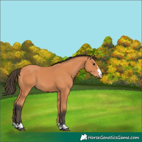 Horse Color:Bay 