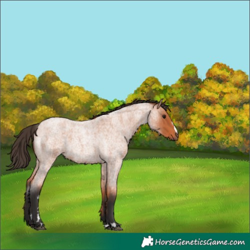 Horse Color:Bay Roan 