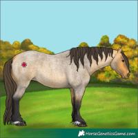 Horse Color:Buckskin Roan 