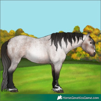 Horse Color:Gray Bay Roan