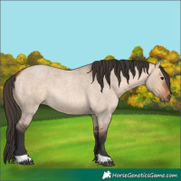 Horse Color:Bay Roan Dun 