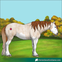 Horse Color:Gray Red Dun Roan Splash 