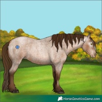 Horse Color:Gray Bay Roan Pearl