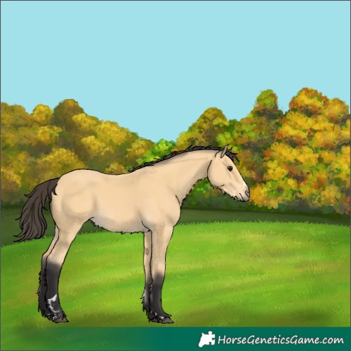 Horse Color:Buckskin 