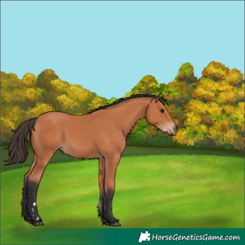 Horse Color:Bay 