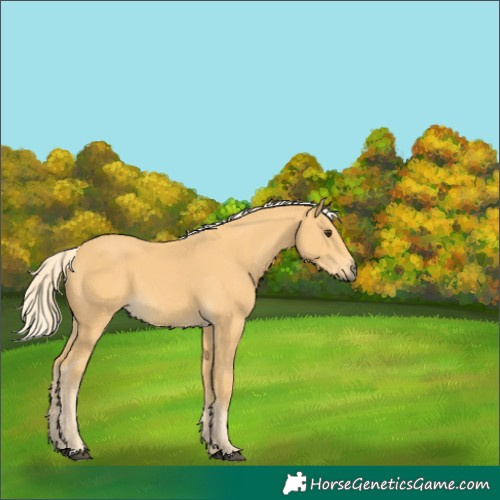 Horse Color:Palomino 