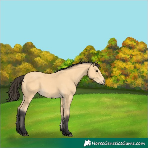 Horse Color:Buckskin 