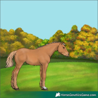 Horse Color:Chestnut 