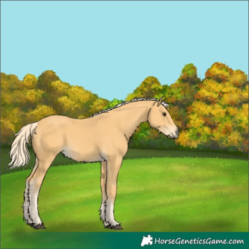 Horse Color:Palomino 
