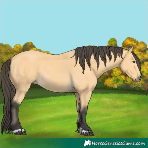 Horse Color:Buckskin 