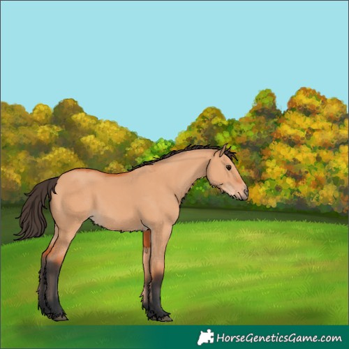 Horse Color:Bay Dun 