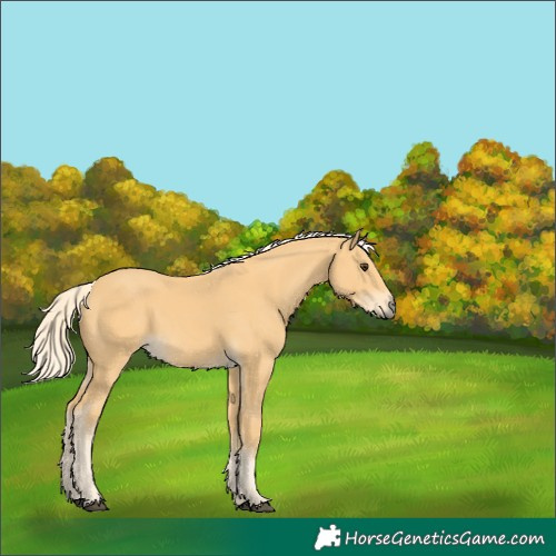 Horse Color:Palomino 