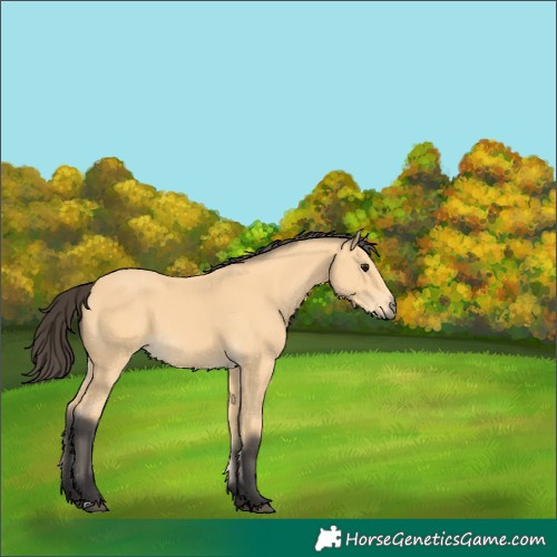Horse Color:Buckskin 