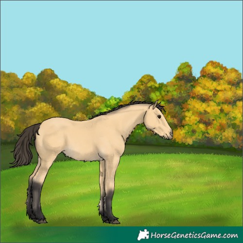 Horse Color:Buckskin 
