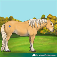 Horse Color:Palomino