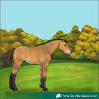 Horse Color:Buckskin