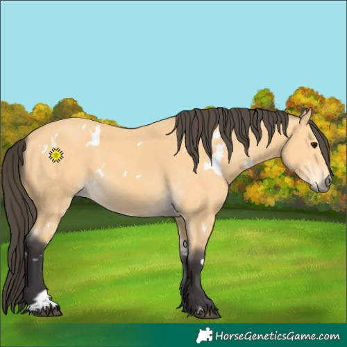 Horse Color:White Spotted Buckskin 
