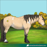 Horse Color:White Spotted Buckskin 