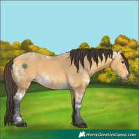 Horse Color:Buckskin Ice 