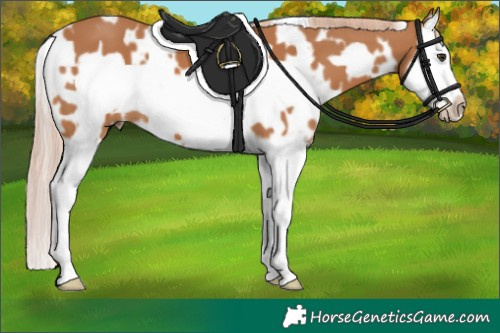 Horse Color:White Spotted Chestnut Splash Frame 