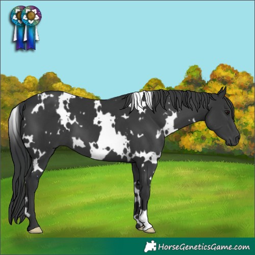 Horse Color:White Spotted Black 