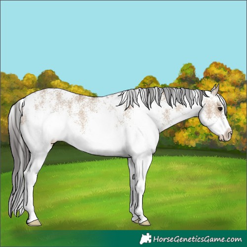 Horse Color:White Spotted Brown Dun 