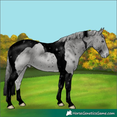 Horse Color:ERROR: UNKNOWN ANOMALY