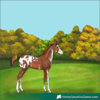 Horse Color:Painted Chestnut Sabino Appaloosa