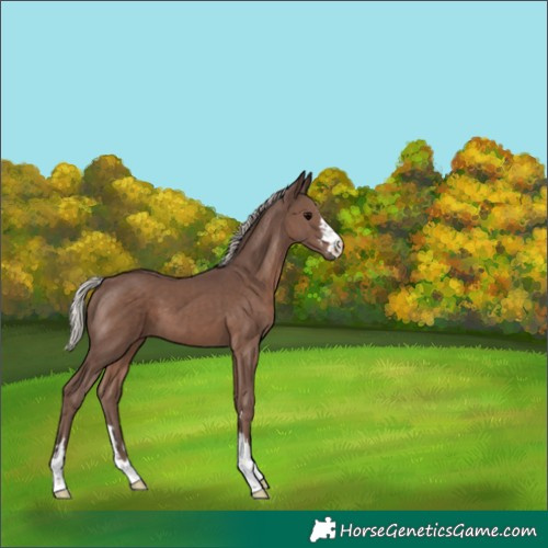 Horse Color:Silver Black 