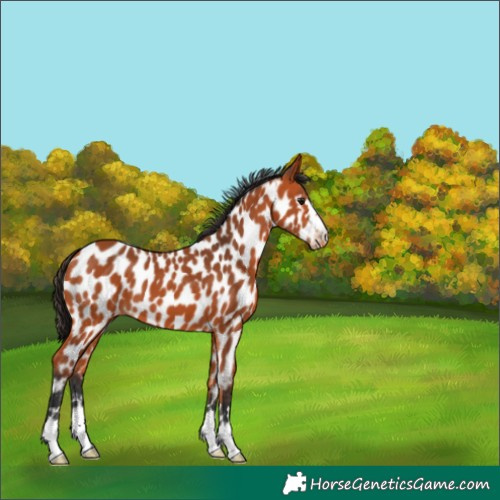 Horse Color:Bay Near Leopard 