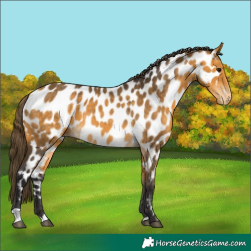 Horse Color:Buckskin Near Leopard 
