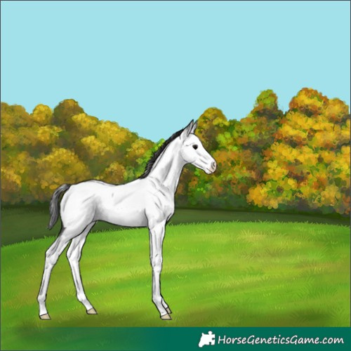 Horse Color:Grullo Roan Splash Fewspot Rabicano 
