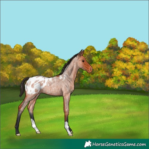 Horse Color:Bay Roan Appaloosa 