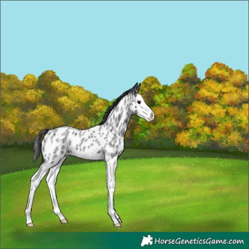 Horse Color:Blue Roan Splash Appaloosa 