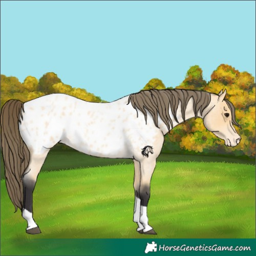 Horse Color:Buckskin Roan Tobiano Near Leopard