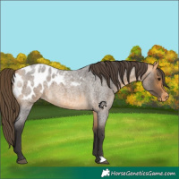 Horse Color:Buckskin Roan Appaloosa 