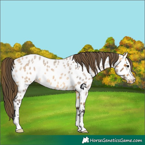 Horse Color:Buckskin Roan Near Leopard