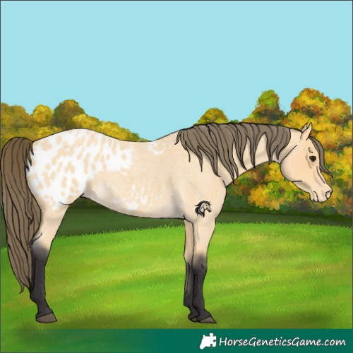 Horse Color:Buckskin Roan Blanket 
