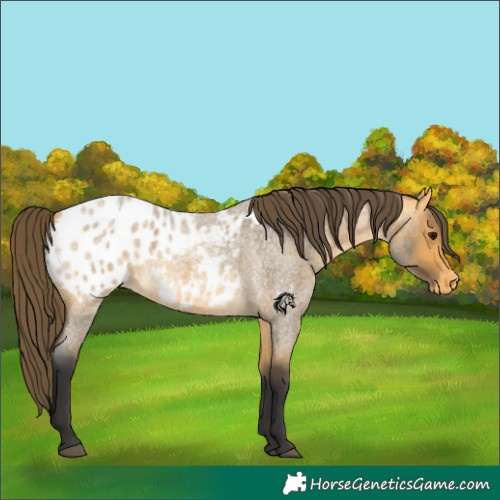 Horse Color:Buckskin Roan Blanket
