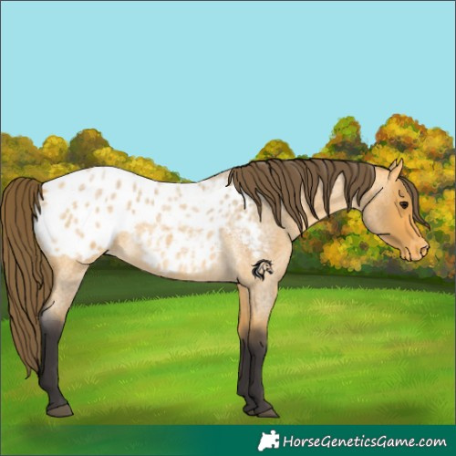 Horse Color:Buckskin Roan Blanket
