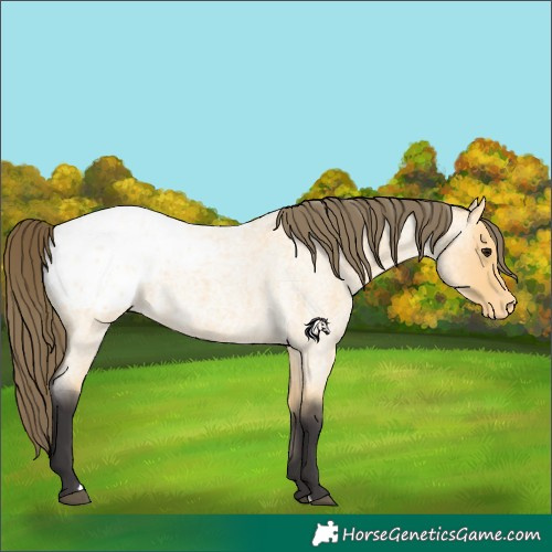 Horse Color:Buckskin Roan Blanket 