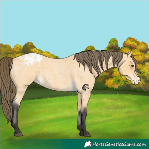 Horse Color:Buckskin Roan Appaloosa