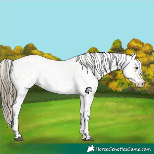 Horse Color:Buckskin Roan Leopard 