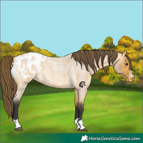 Horse Color:Buckskin Roan Blanket