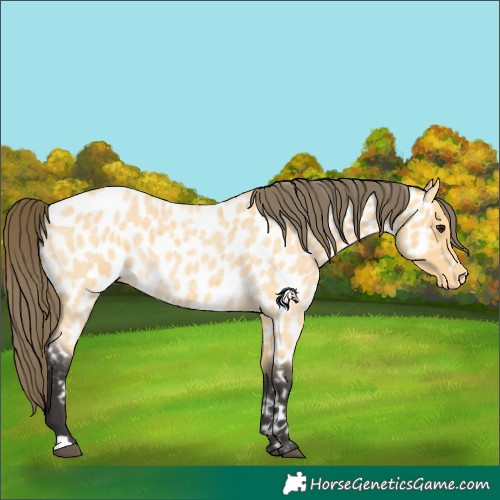Horse Color:Buckskin Roan Near Leopard 