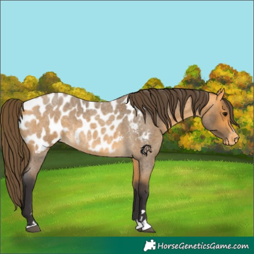 Horse Color:Buckskin Roan Near Leopard 