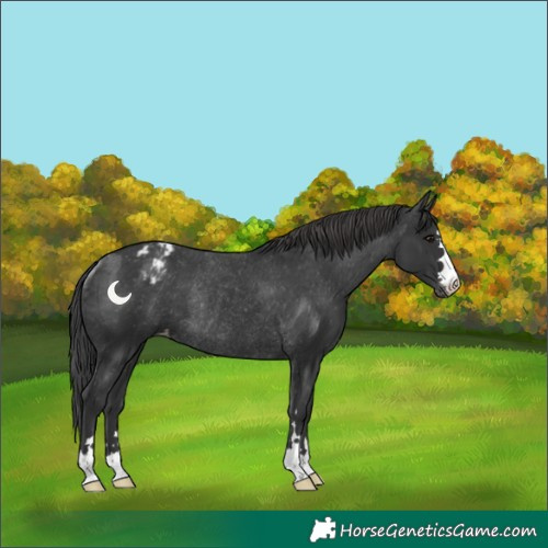 Horse Color:Black Appaloosa Rabicano 