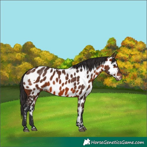 Horse Color:Brown Appaloosa 